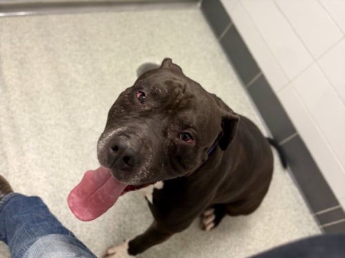 STOOGE - American Staffordshire Terrier available for adoption