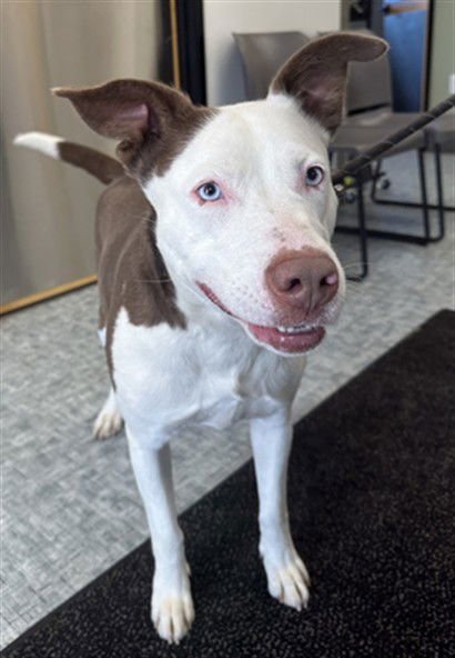 SUZIE - Siberian Husky available for adoption