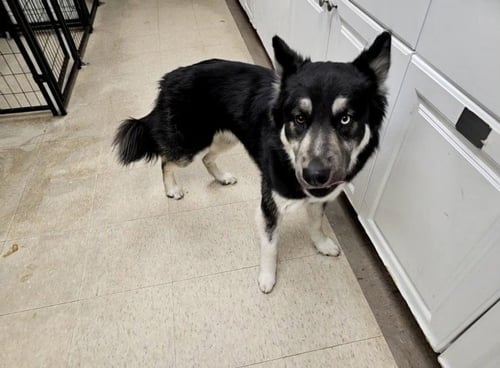 OSO - Siberian Husky available for adoption