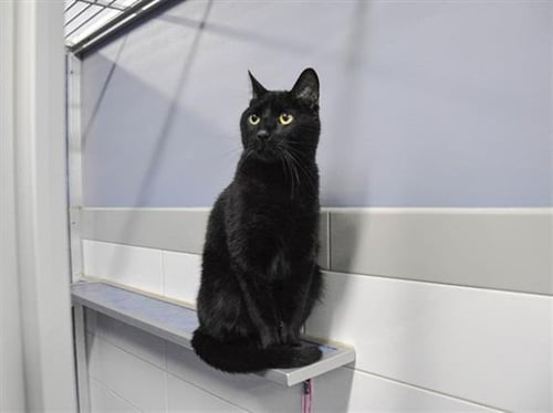 CINDER - Domestic Short Hair available for adoption