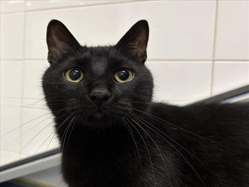 CINDER - Domestic Short Hair available for adoption