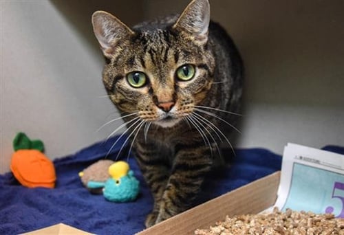 SEYMOUR - Domestic Short Hair available for adoption