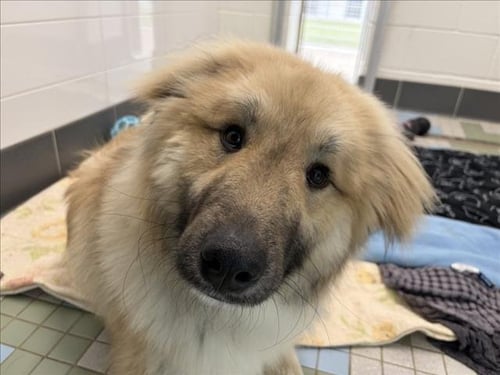 CHICKEN LITTLE - Anatolian Shepherd / Alaskan Malamute available for adoption