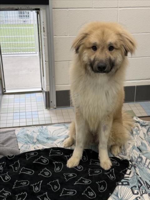 CHICKEN LITTLE - Anatolian Shepherd / Alaskan Malamute available for adoption