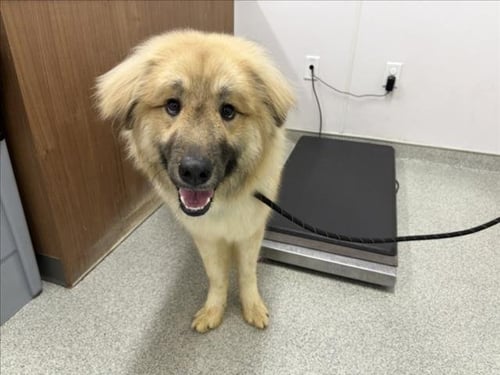 CHICKEN LITTLE - Anatolian Shepherd / Alaskan Malamute available for adoption