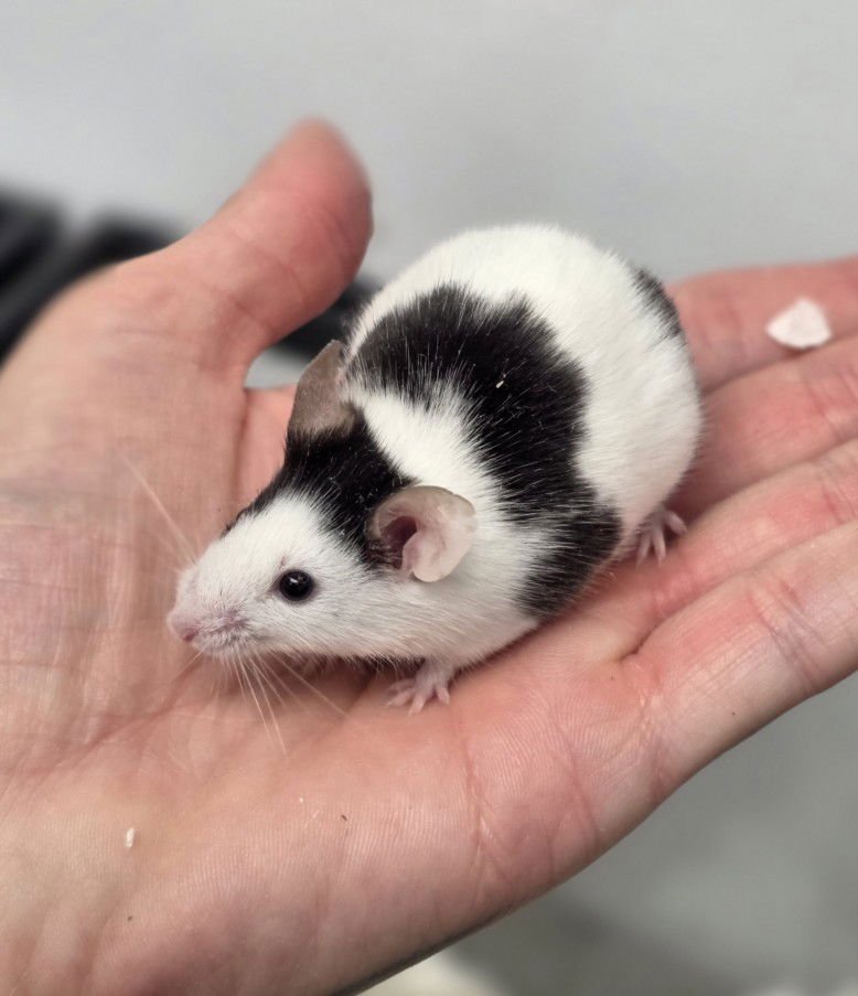 TOASTY - Mouse available for adoption