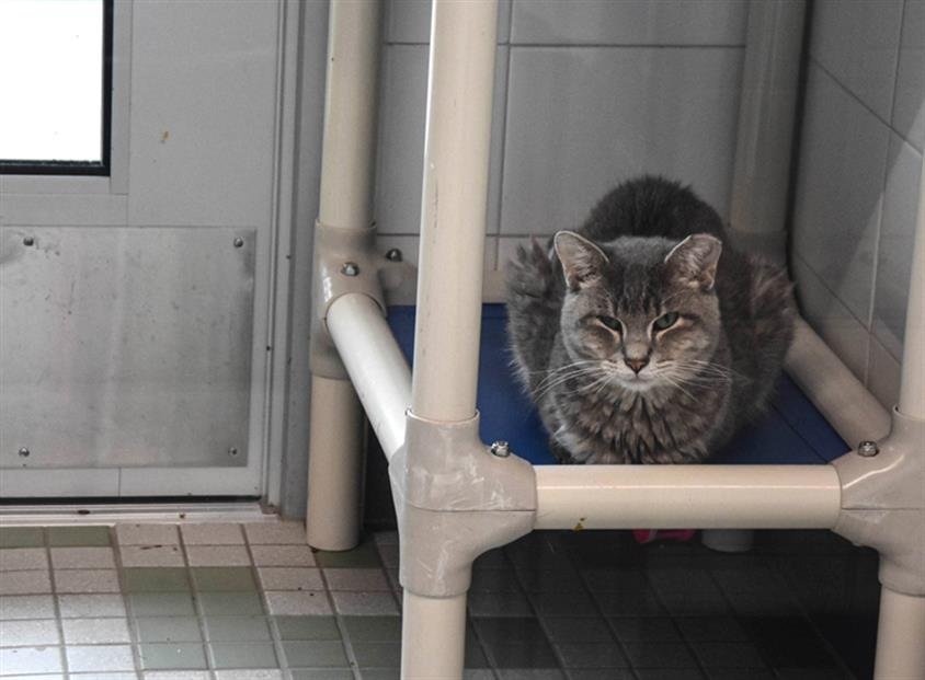 BURTON - Domestic Long Hair available for adoption