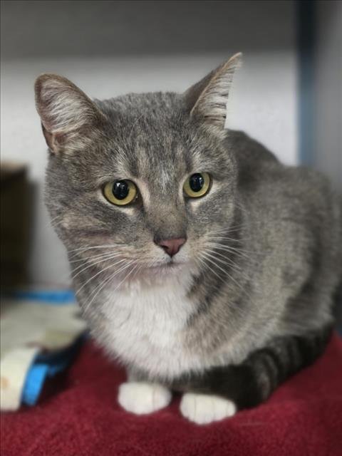 DOLPHIN - Domestic Short Hair available for adoption