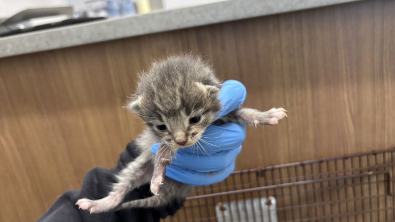 TONY TWINKLE - Domestic Medium Hair available for adoption