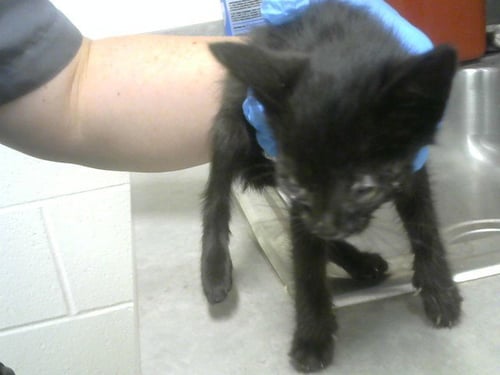 GODIVA - Domestic Short Hair available for adoption