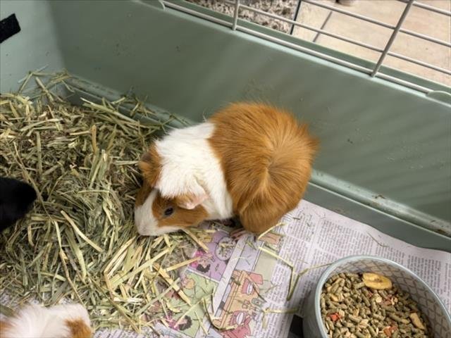 BAMBINO Image