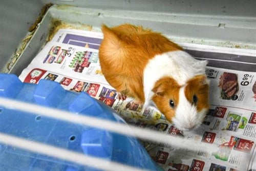 BAMBINO - Guinea Pig available for adoption