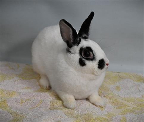 ATHENA - Shorthaired Rabbit available for adoption