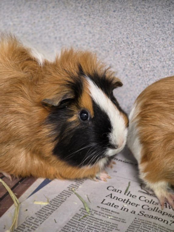 SWEETPEA - Guinea Pig available for adoption