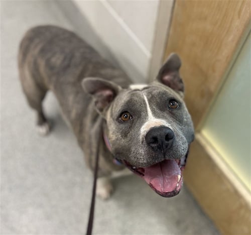 ECHO - American Staffordshire Terrier available for adoption
