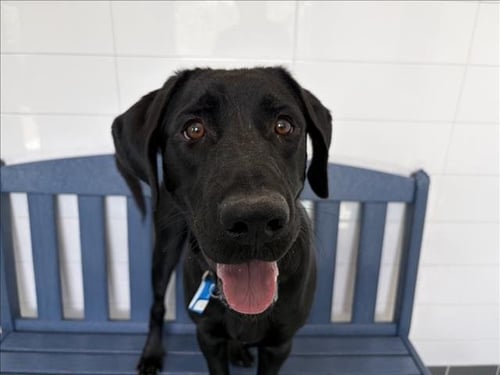 BALOO - Labrador Retriever available for adoption