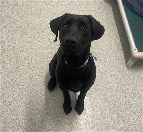 BALOO - Labrador Retriever available for adoption