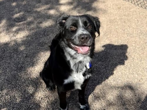 LOKI - Border Collie / Australian Shepherd for adoption in Fort Collins