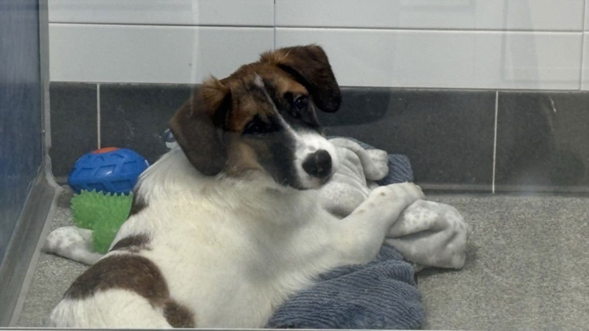 BULLWINKLE - Australian Cattle Dog/Blue Heeler available for adoption