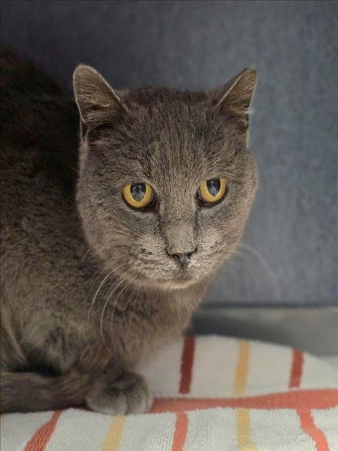 PICKLE - Domestic Short Hair available for adoption