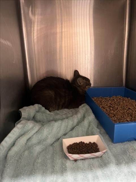 JELLY DONUT - Domestic Short Hair available for adoption