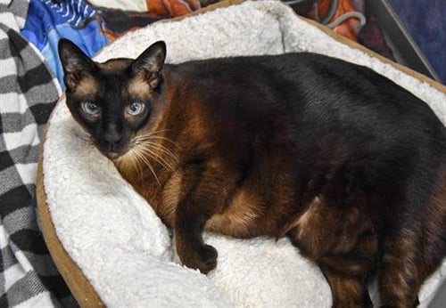 ISAIAH - Siamese available for adoption