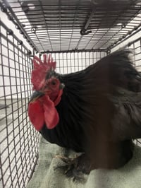 CROW - Photo 1