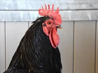 CROW - Photo 1