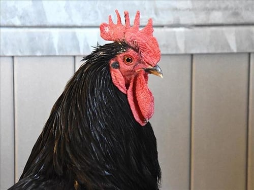 CROW - Chicken available for adoption