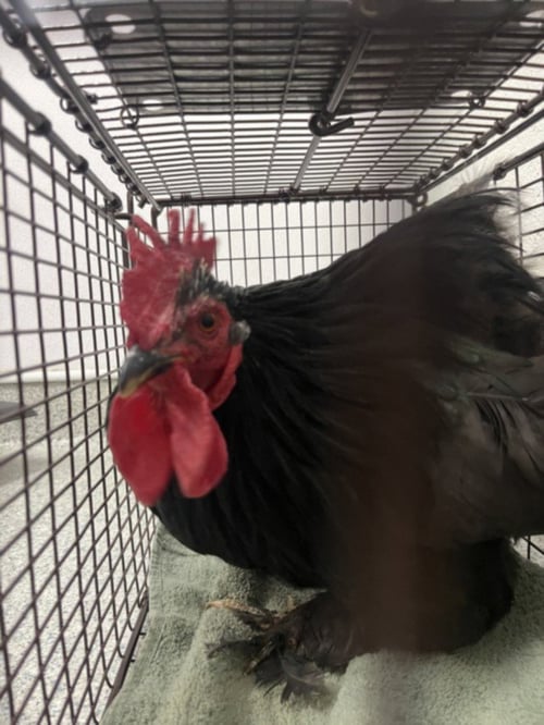 CROW - Chicken available for adoption