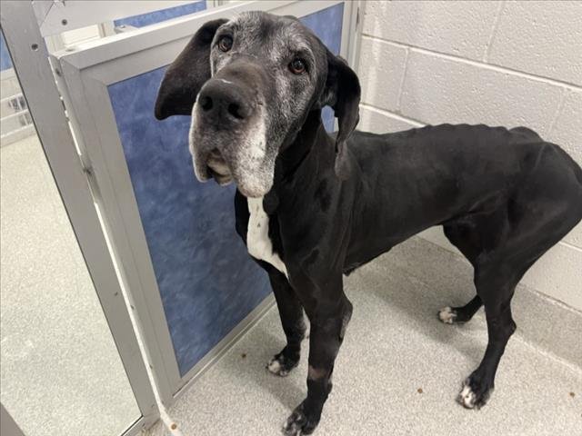 PETRA - Great Dane available for adoption