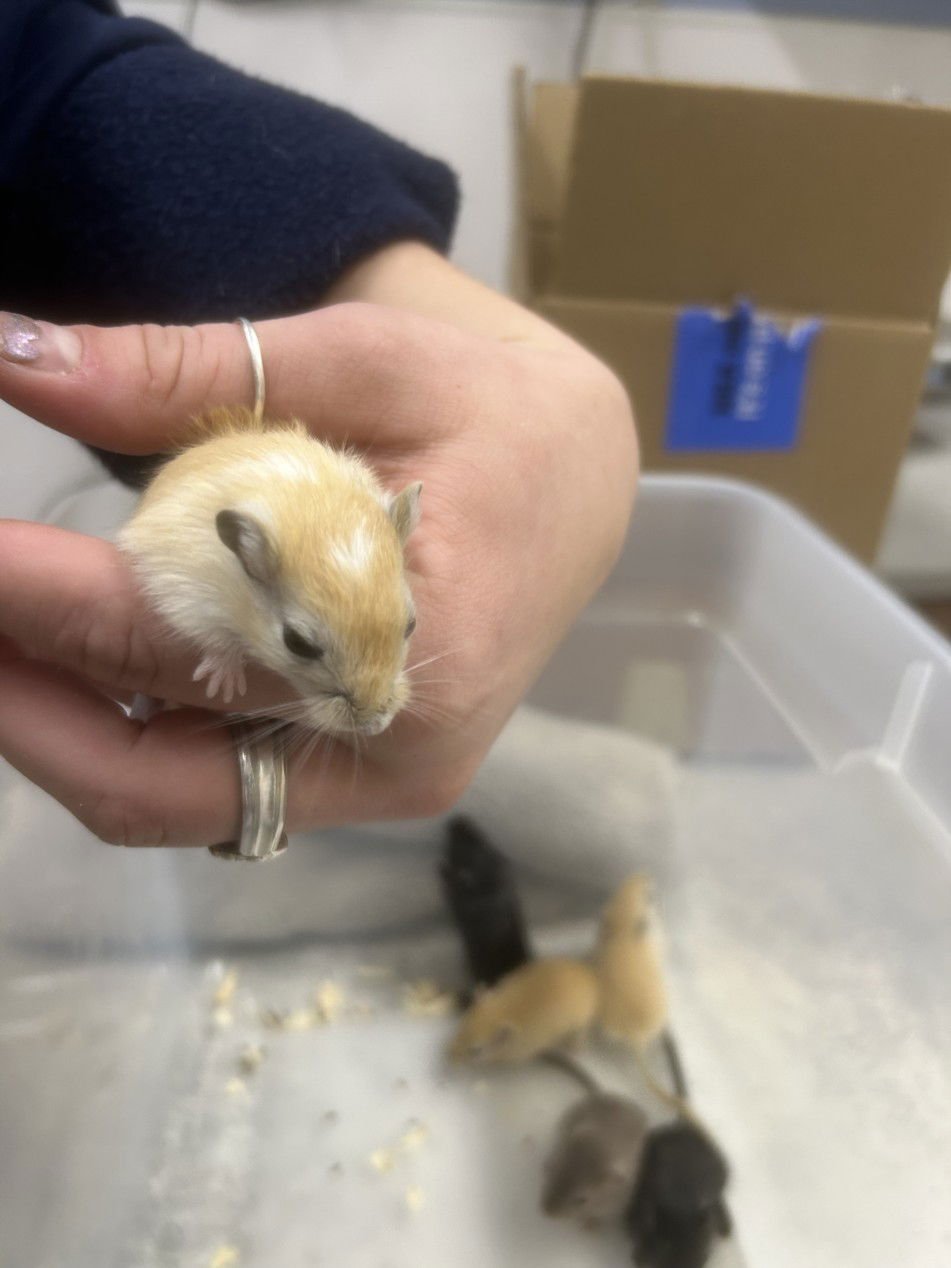 BRIE - Gerbil available for adoption