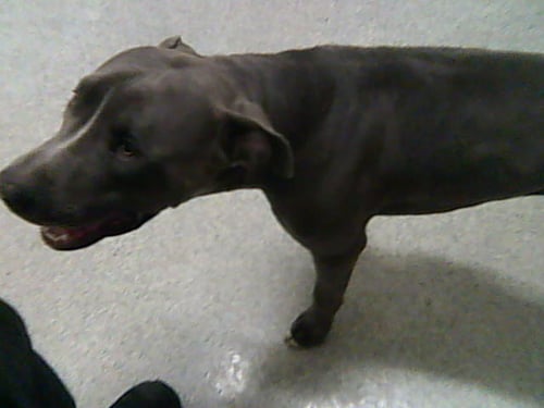 MR. MINA - Pit Bull Terrier available for adoption