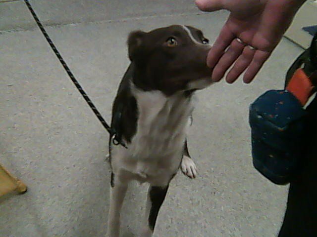 BROWNIE DIAZ Image