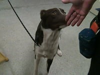 BROWNIE DIAZ - Photo 1