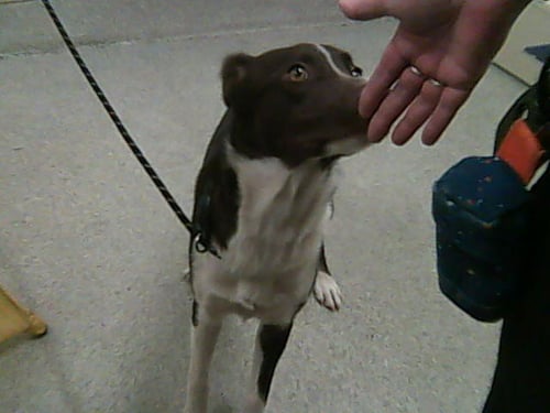 BROWNIE DIAZ - Border Collie available for adoption