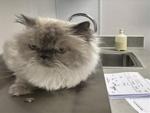 MILLIE - Himalayan available for adoption