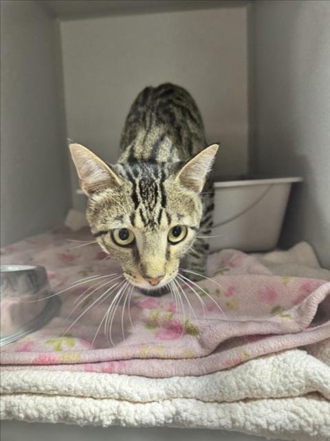 DANY - Domestic Short Hair available for adoption