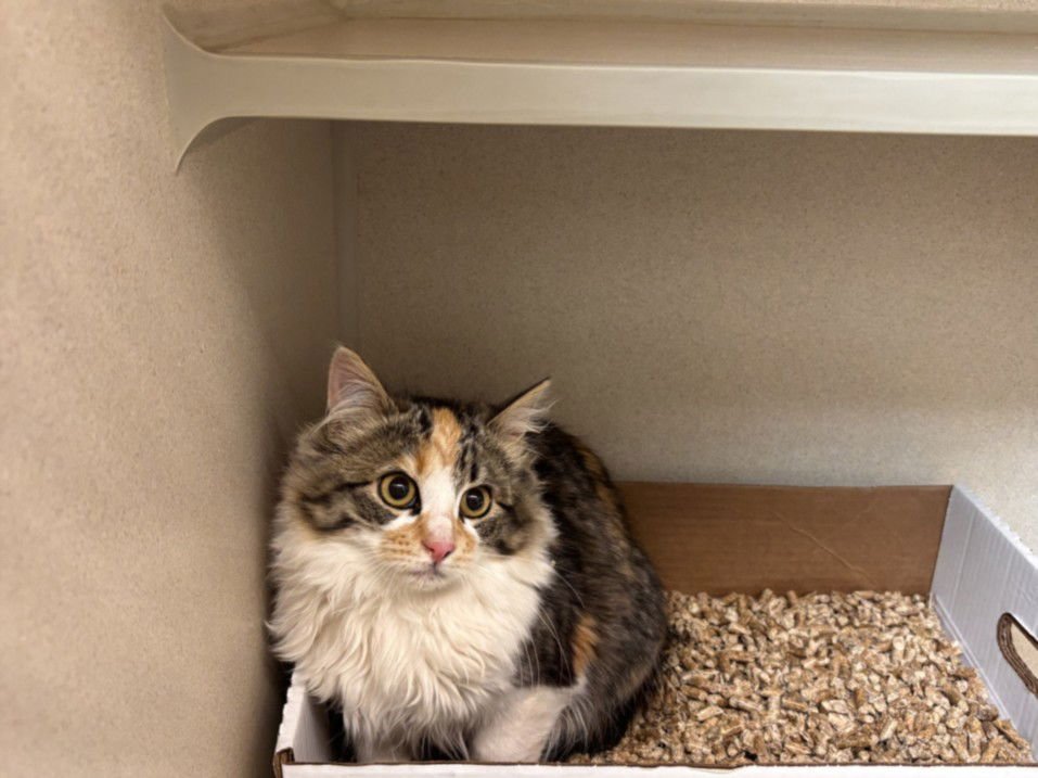 CINNAMON TOAST CRUNCH - Domestic Medium Hair available for adoption