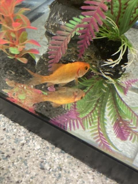 FRY - Fish available for adoption