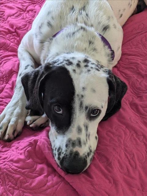KING LOUIS FRANCISCO - Dalmatian / Australian Cattle Dog/Blue Heeler available for adoption