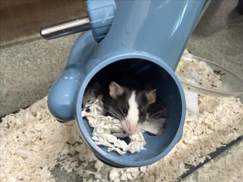 PEPE - Mouse available for adoption