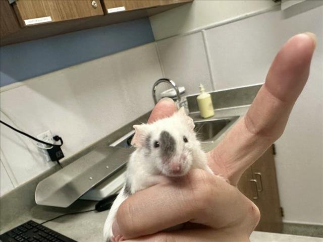 POPPY - Mouse available for adoption