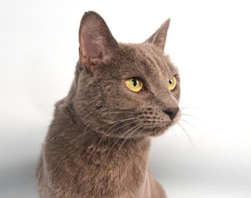 DAISY - Domestic Short Hair available for adoption