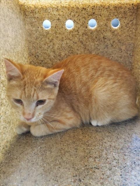 SIMBA - Domestic Short Hair available for adoption