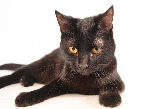 STARLIGHT - Domestic Short Hair available for adoption