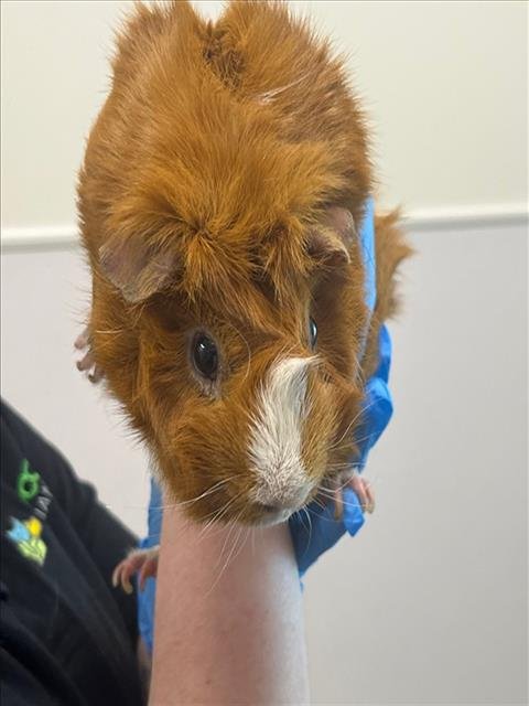 TIMMY - Guinea Pig available for adoption