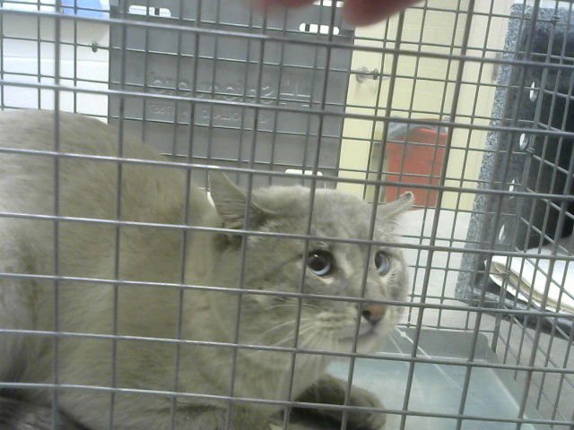 ORION - Siamese available for adoption