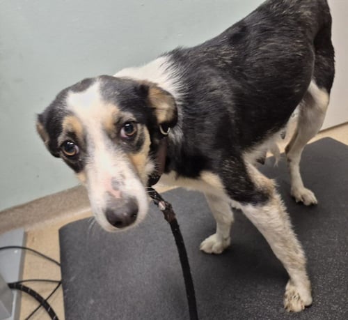 CALLIE - Australian Cattle Dog/Blue Heeler available for adoption