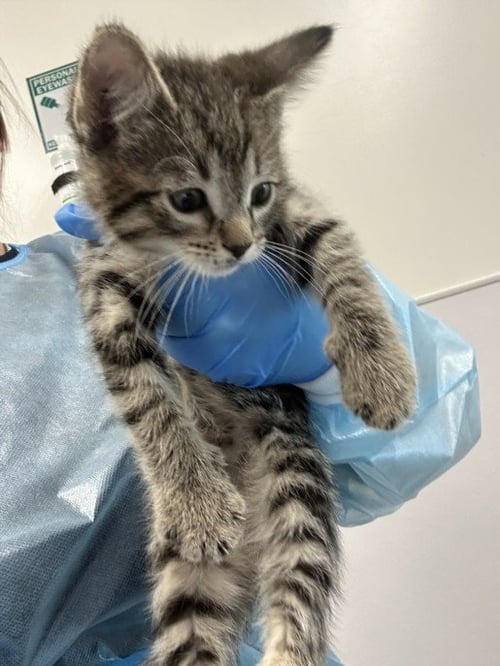 DURA - Domestic Short Hair available for adoption